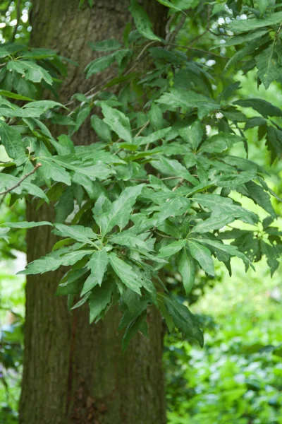 Quercus-petraea-mespilifolia
