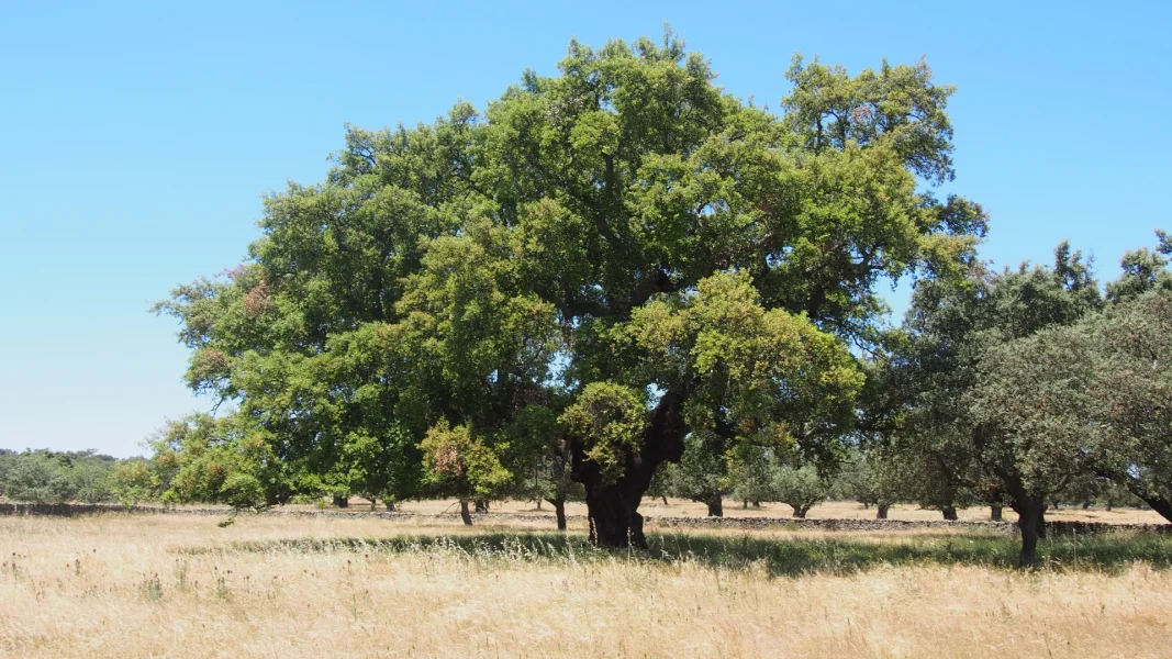 Quercus suber Cork oak Van den Berk Nurseries