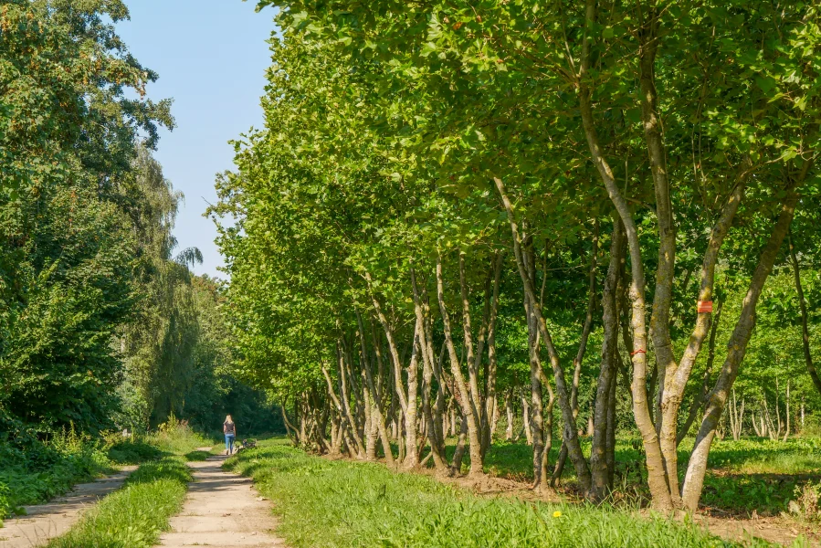 Platanus occidentalis | American plane tree, Western plane, Buttonball ...