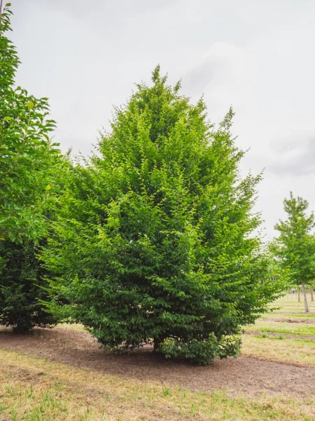 Carpinus betulus | Hornbeam, Common hornbeam - Van den Berk Nurseries
