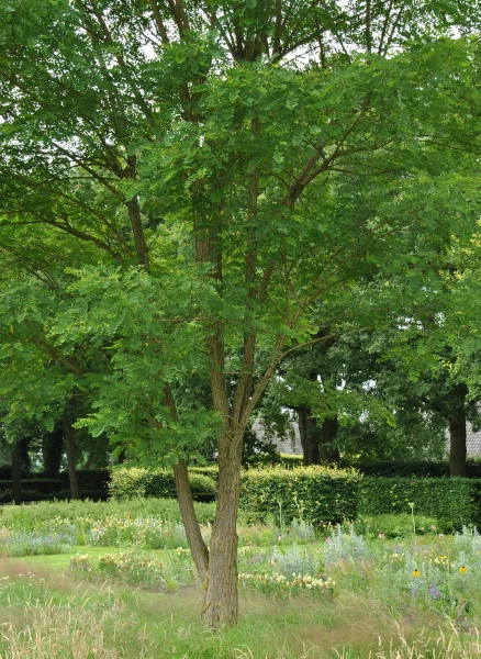 Multi-stem trees: a list of species and characteristics.