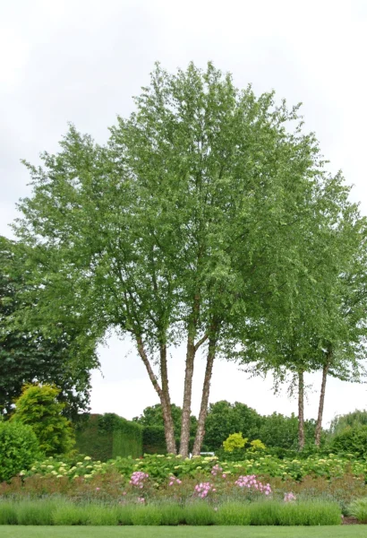 Multi-stem trees: a list of species and characteristics.