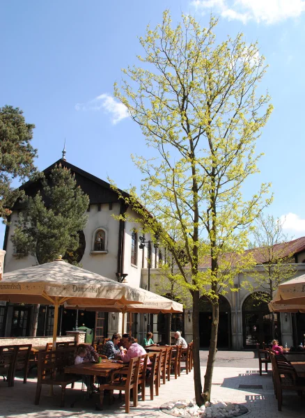 Multi-stem trees: a list of species and characteristics.