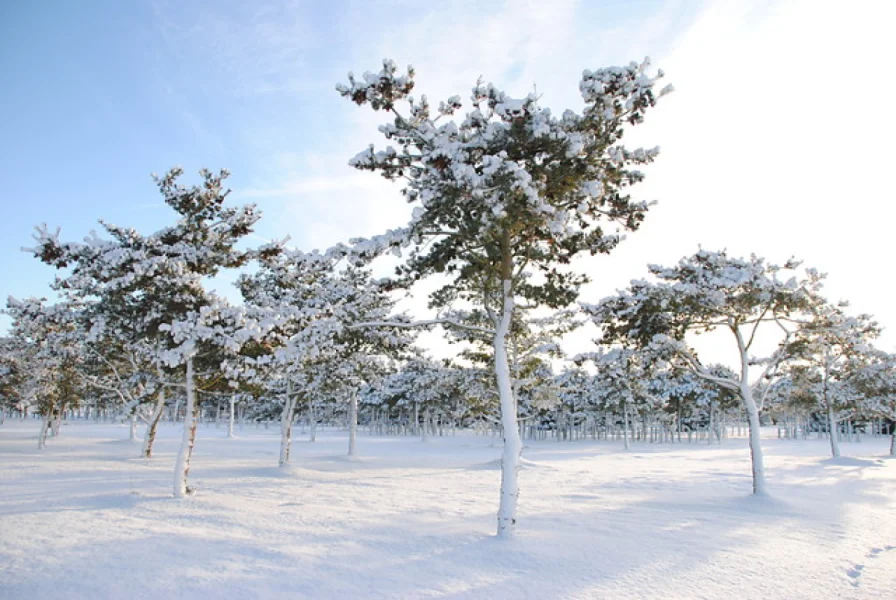 Winter hardiness: which tree suits which climate?
